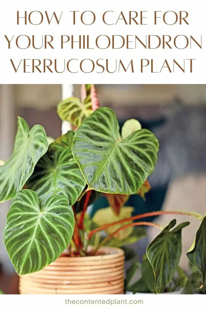 how to care for your philodendron verrucosum plant