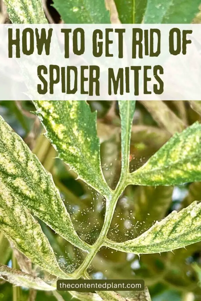 how to get rid of spider mites-pin image