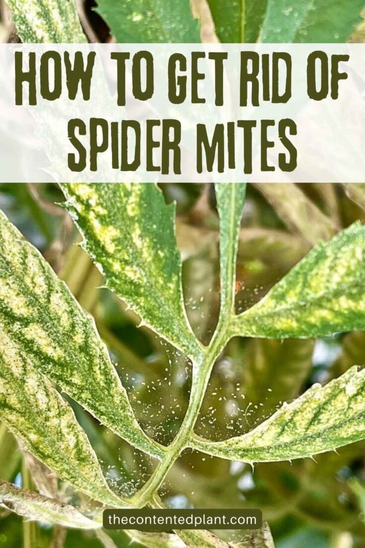 How To Get Rid Of Spider Mites On Plants The Contented Plant
