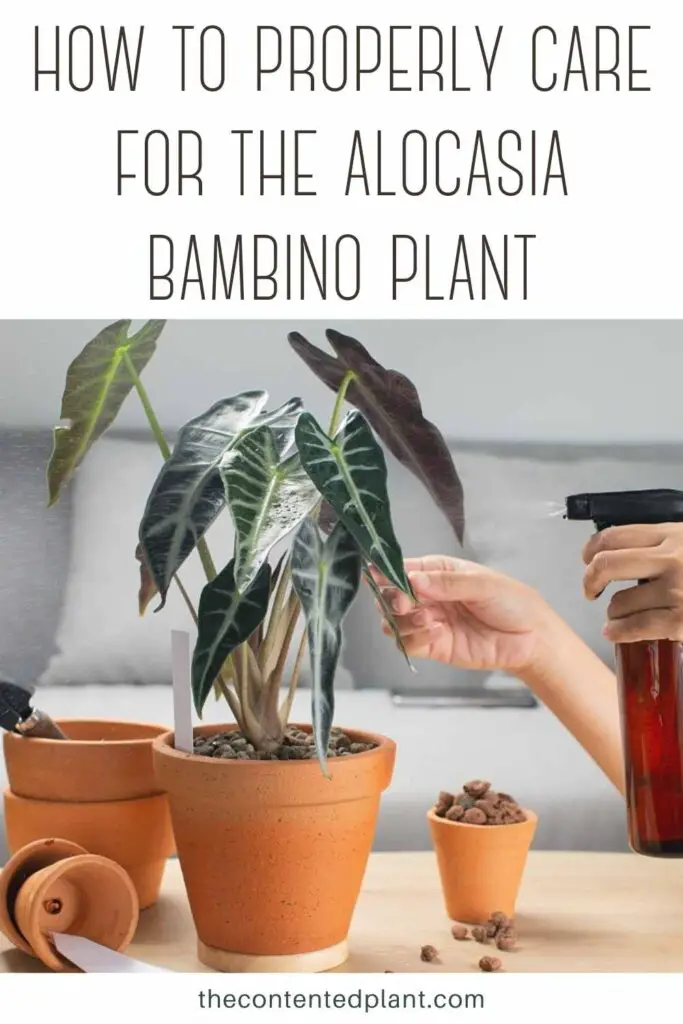 how to properly care for the alocasia bambino plant-pin image