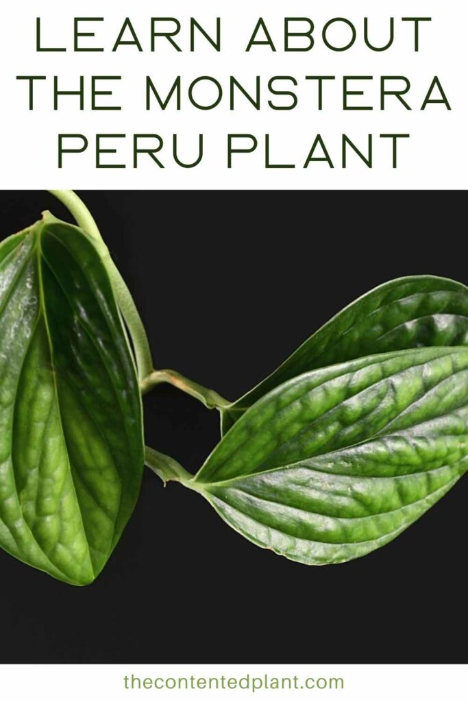 learn about the monstera peru plant-pin image