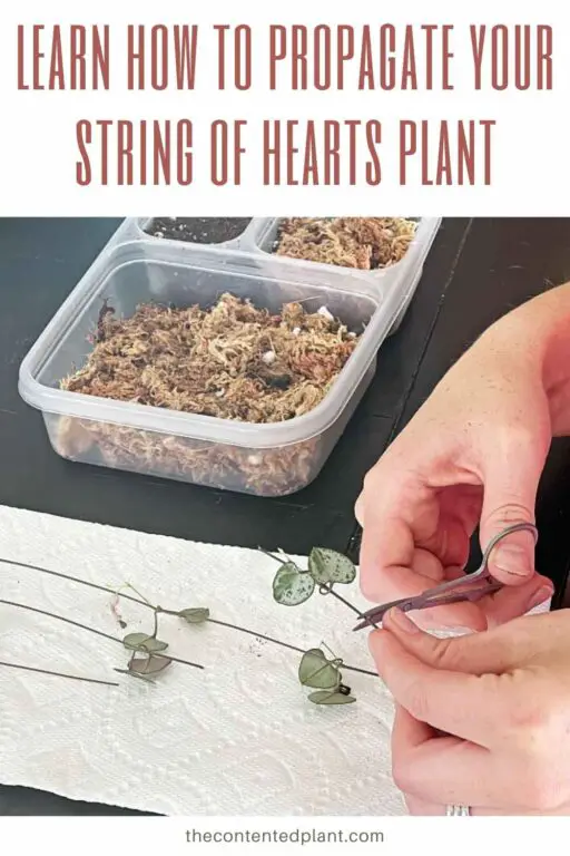 How to Propagate String of Hearts The Contented Plant