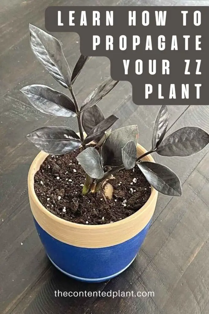 learn how to propagate your zz plant-pin image