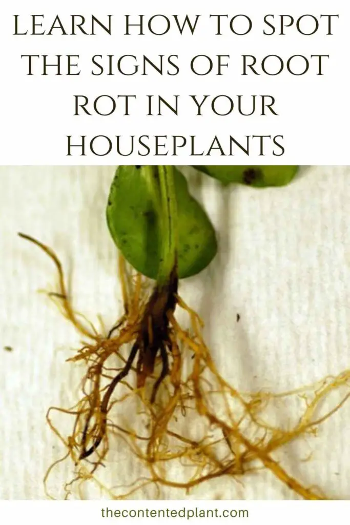 learn how to spot the signs of root rot in your houseplants-pin image