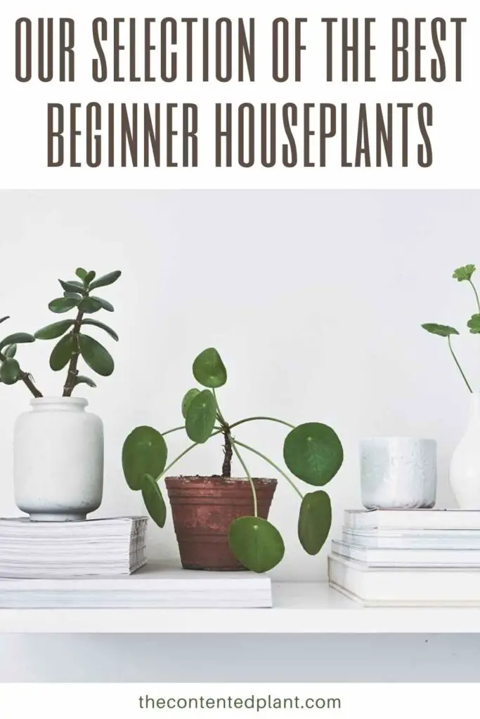 our selection of the best beginner houseplants-pin image