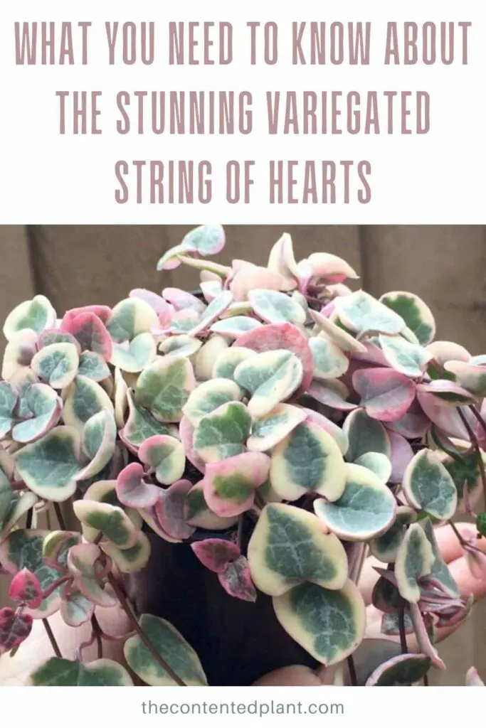 what you need to know about the stunning variegated string of hearts-pin image