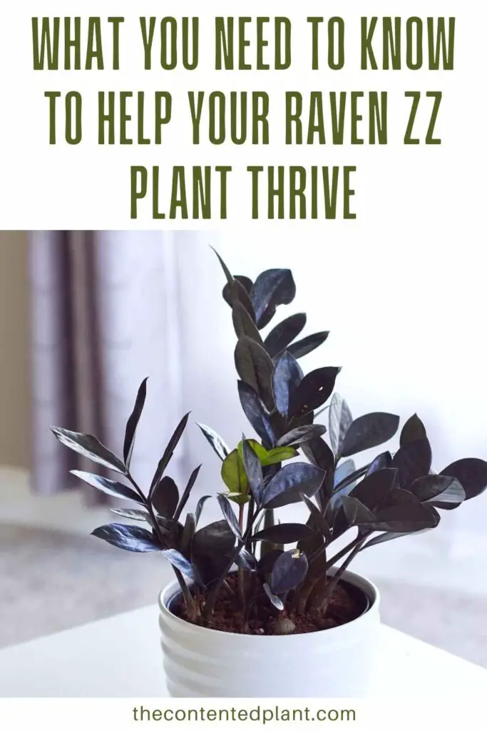 what you need to know to help your raven zz plant thrive-pin image