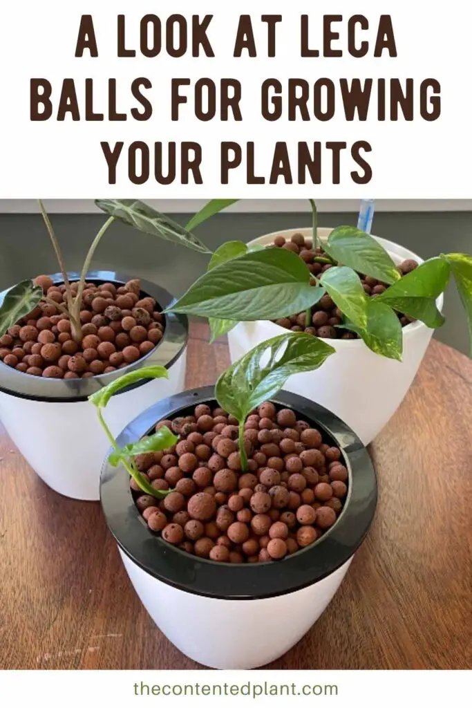 a look at leca balls for growing your plants-pin image
