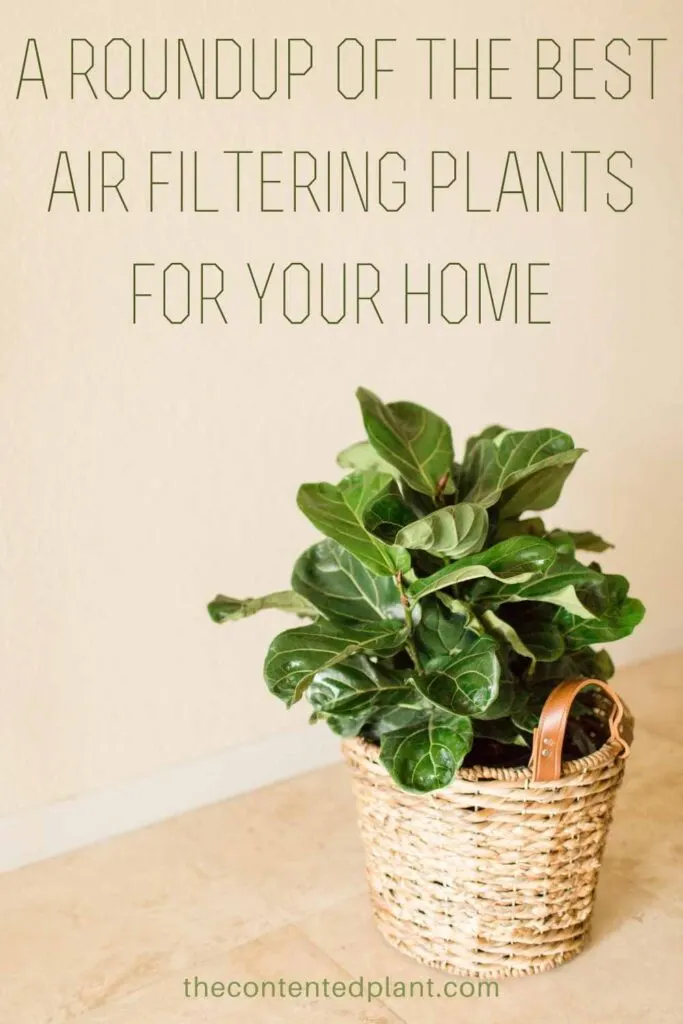 a roundup of the best air filtering plants for your home-pin image