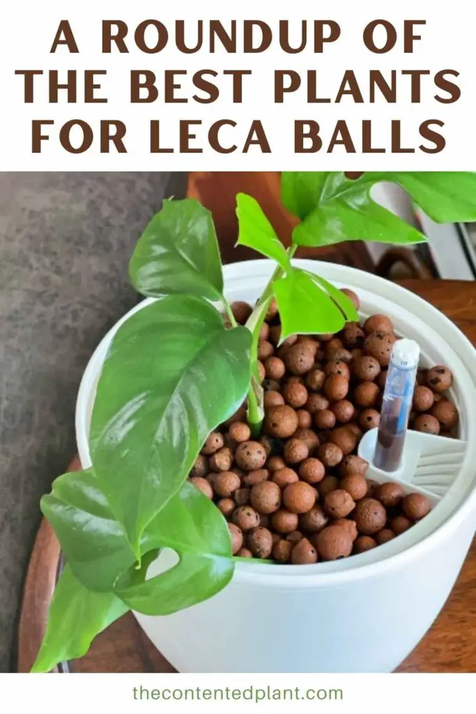 a roundup of the best plants for leca balls -pin image