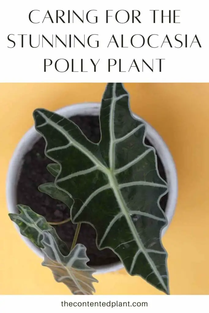 caring for the stunning alocasia polly plant-pin image