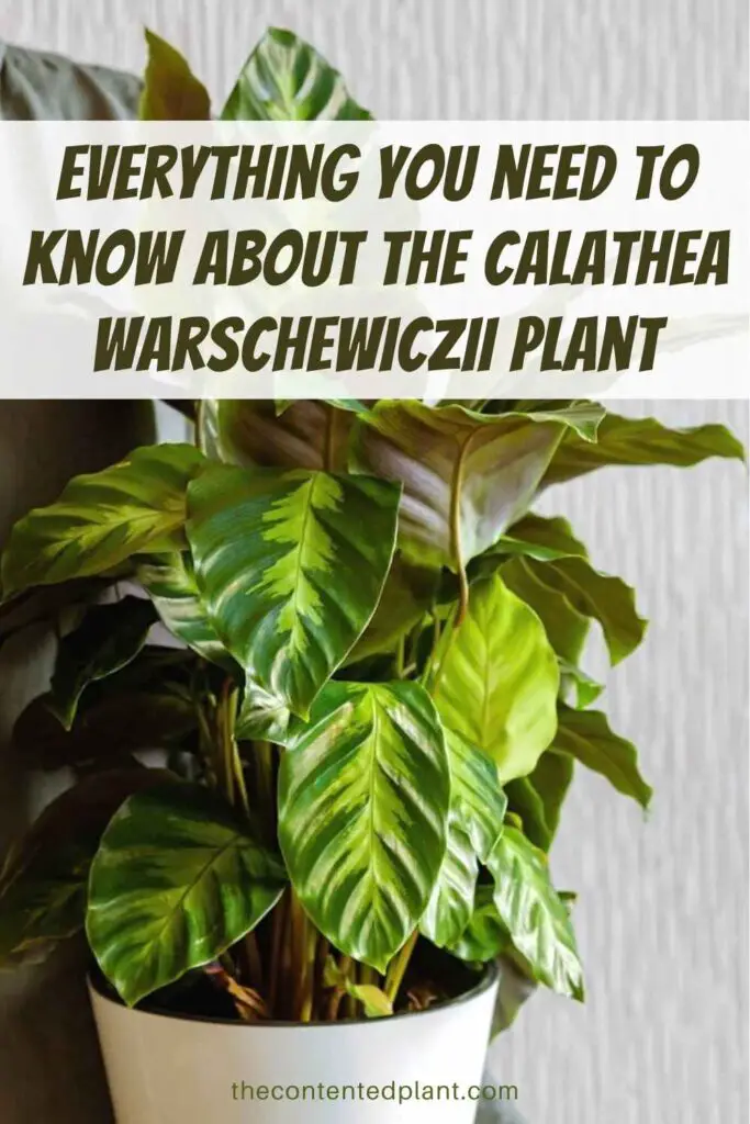 everything you need to know about the calathea warschewiczii plant-pin image