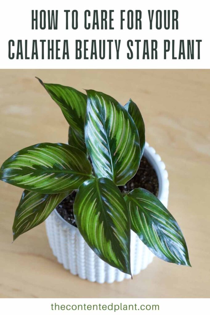 how to care for your calathea beauty star plant-pin image