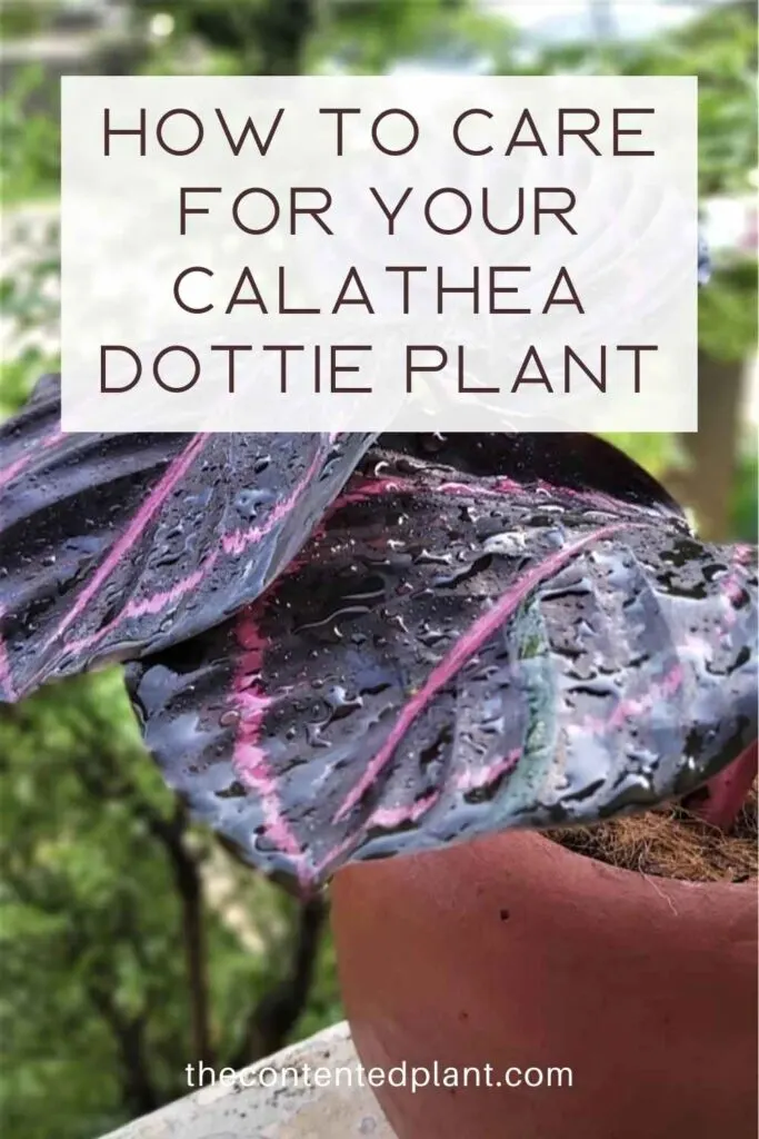 how to care for your calathea dottie plant-pin image