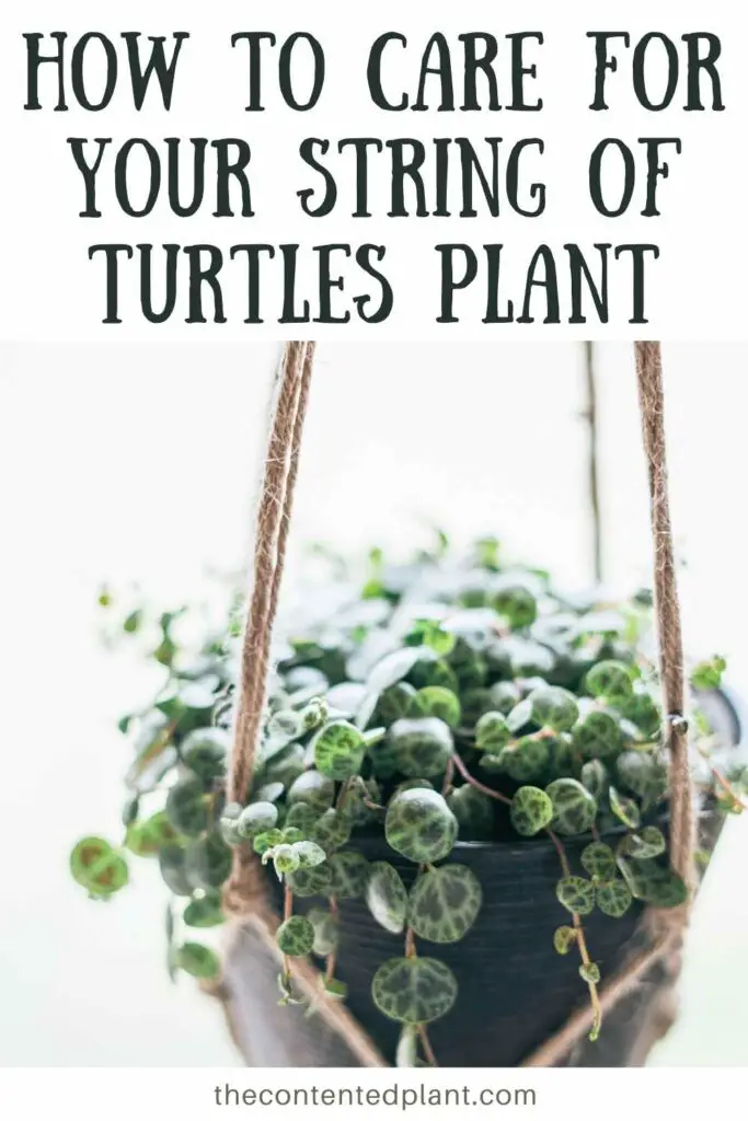 how to care for your string of turtles plant-pin image