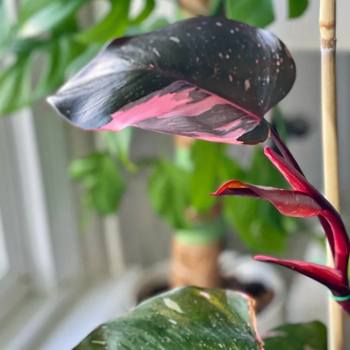 Pink Princess Philodendron - The Contented Plant
