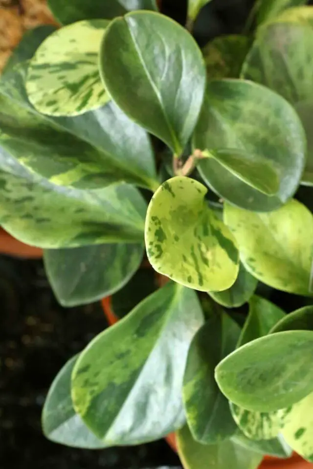 Baby Rubber Plant Profile-Peperomia Obtusifolia - The Contented Plant