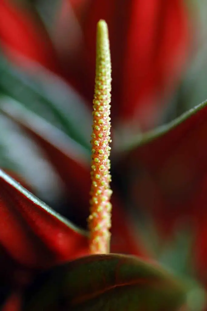 PEPEROMIA FLOWER STALK