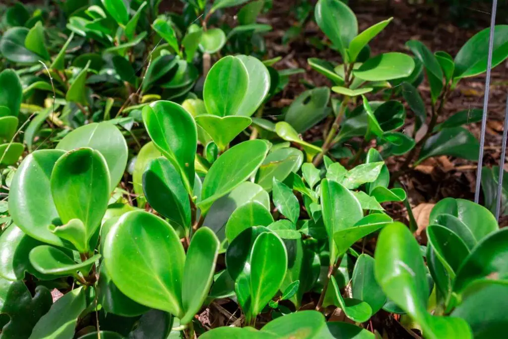 baby rubber plant-peperomia obtusifolia-outdoors