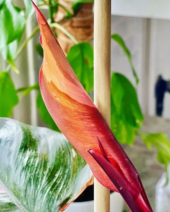 pink princess leaf furl showing natural variegation