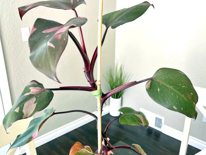 pink princess philodendron vine