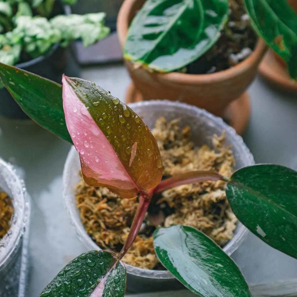 pink princess philodendron cutting