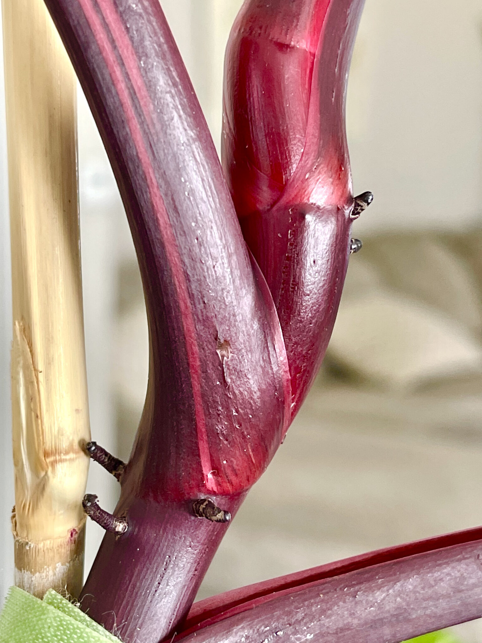 Pink Princess Philodendron The Contented Plant