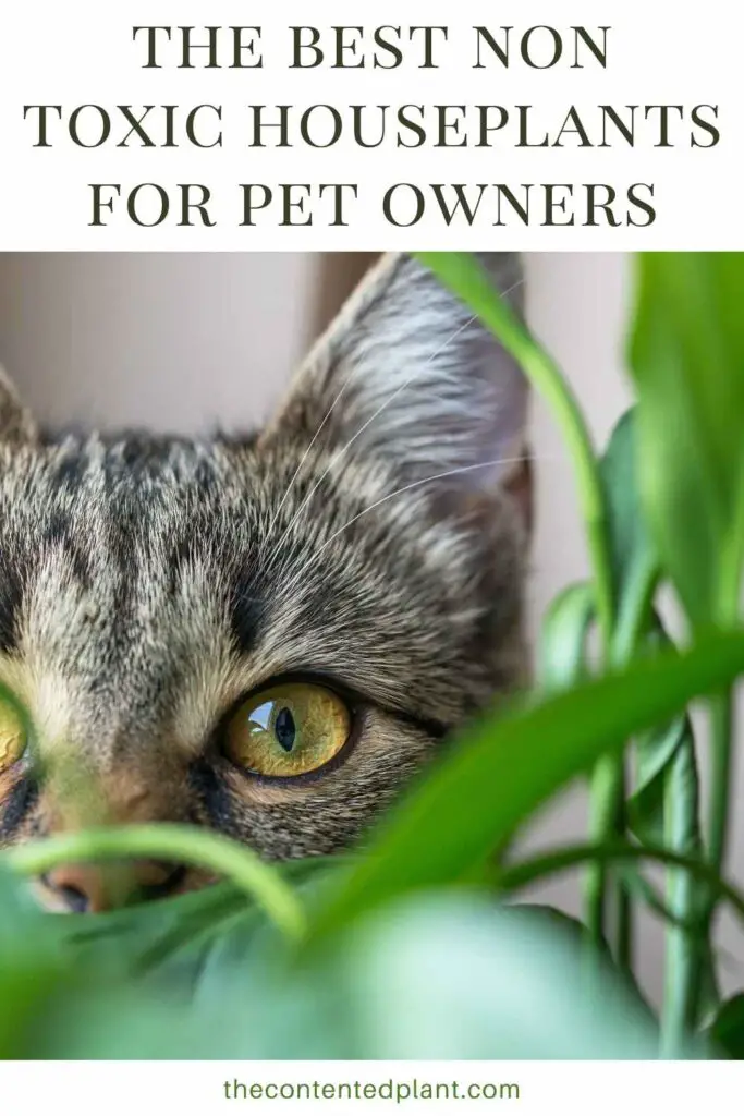 the best non toxic houseplants for pet owners-pin image
