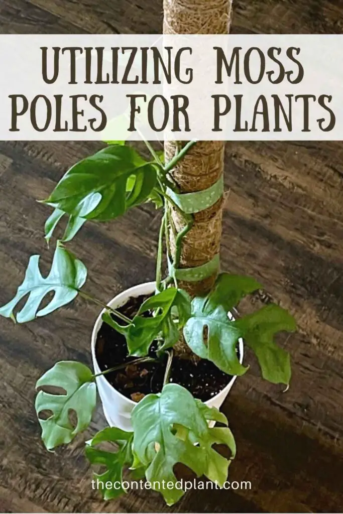 utilizing moss poles for plants-pin image