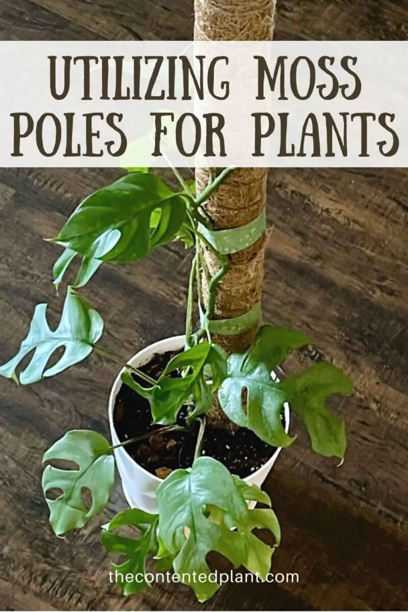 Moss Poles For Plants - The Contented Plant