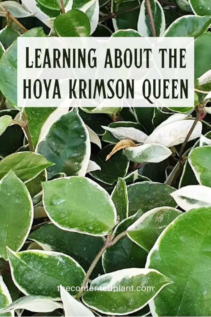 Learning about the hoya krimson queen-pin image