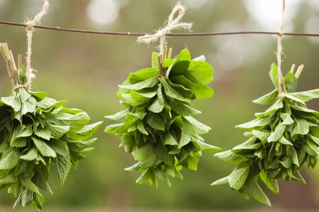 drying herbs