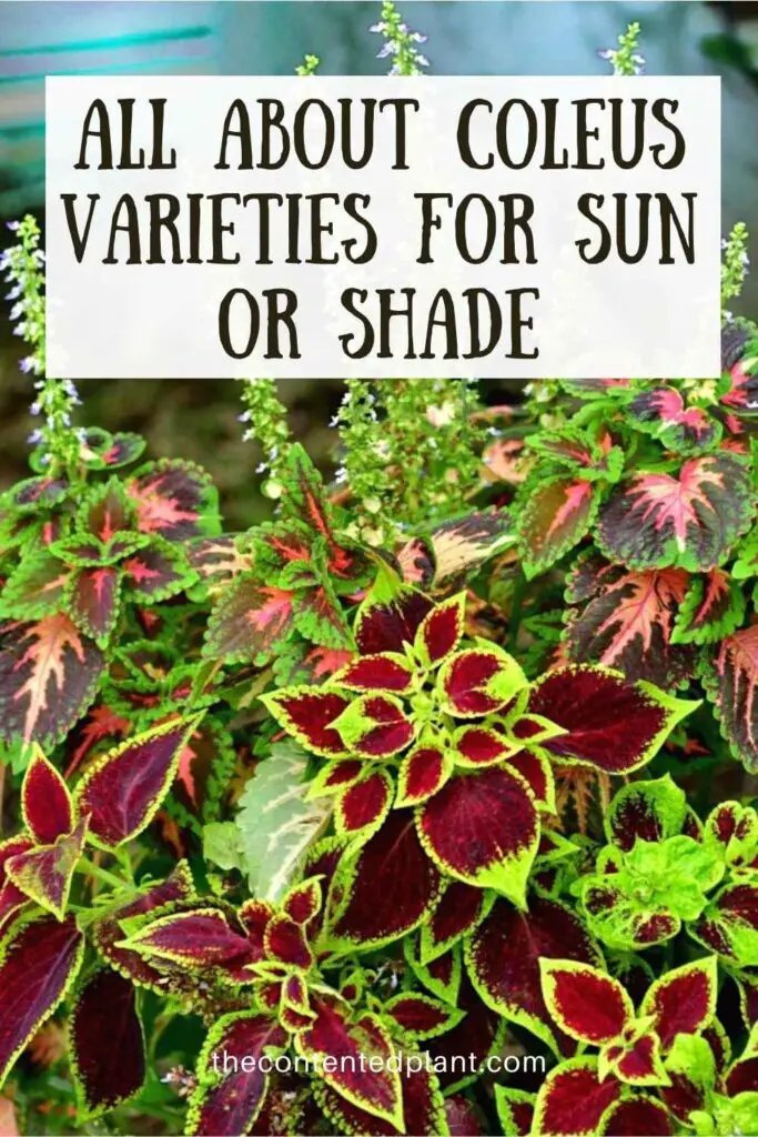 all about coleus varieties for sun or shade-pin image