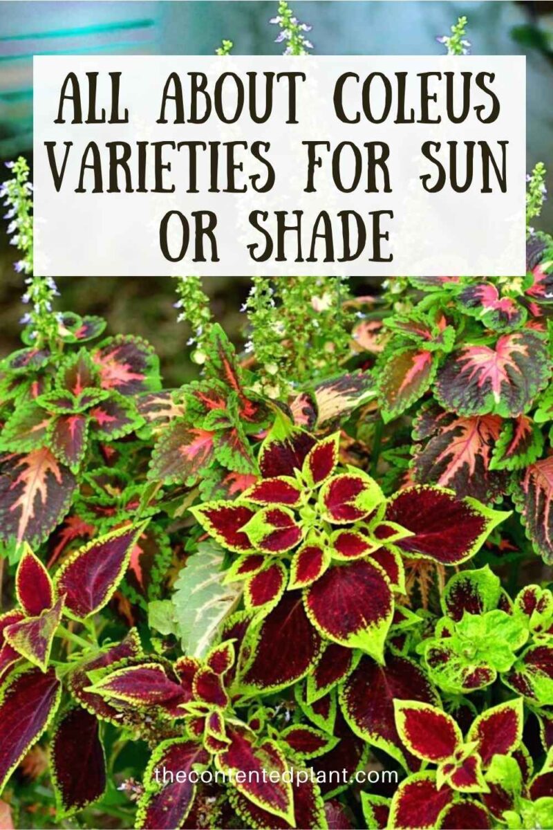 Coleus Varieties for Sun or Shade - The Contented Plant