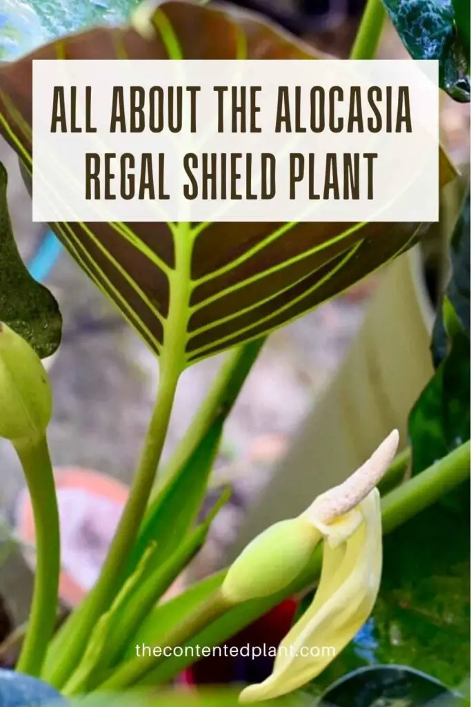 all about the alocasia regal shield plant -pin image