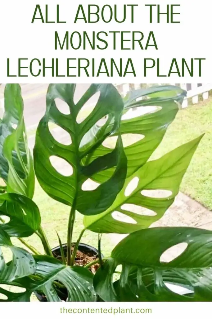 all about the monstera lechleriana plant-pin image