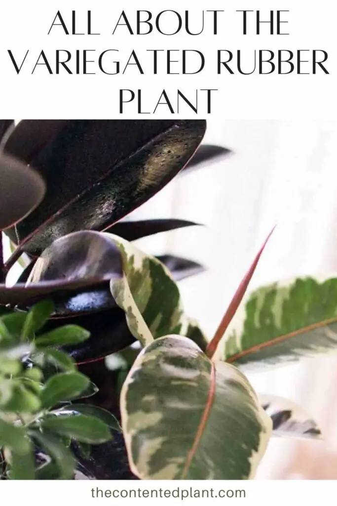 all about the variegated rubber plant-pin image