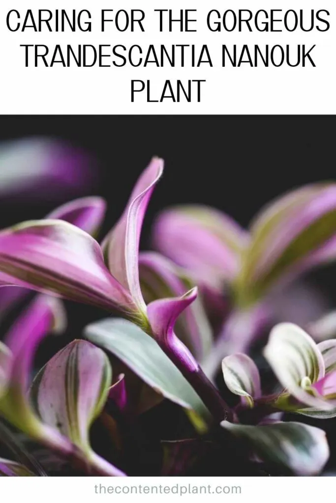 caring for the gorgeous trandescantia nanouk plant-pin image