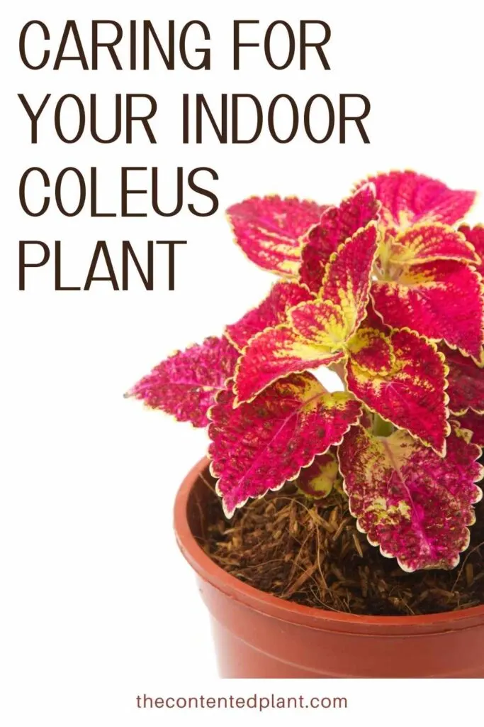 caring for your indoor coleus plant-pin image