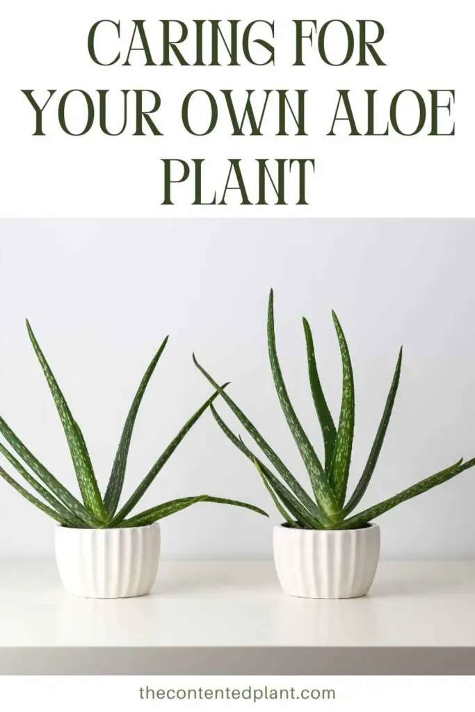 caring for your own aloe plant-pin image