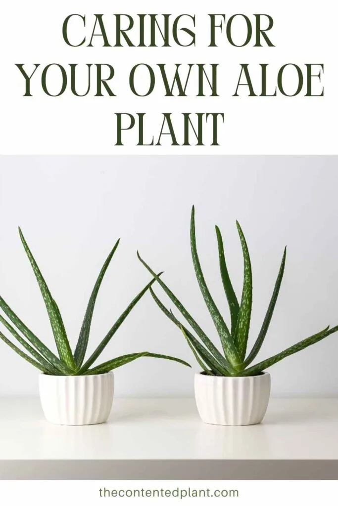caring for your own aloe plant-pin image