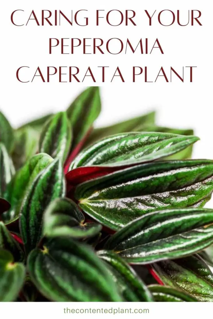 caring for your peperomia caperata plant-pin image