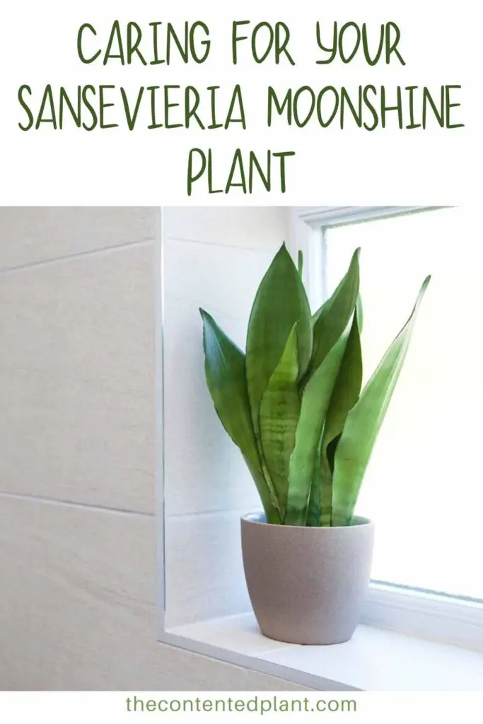 caring for your sansevieria moonshine plant-pin image