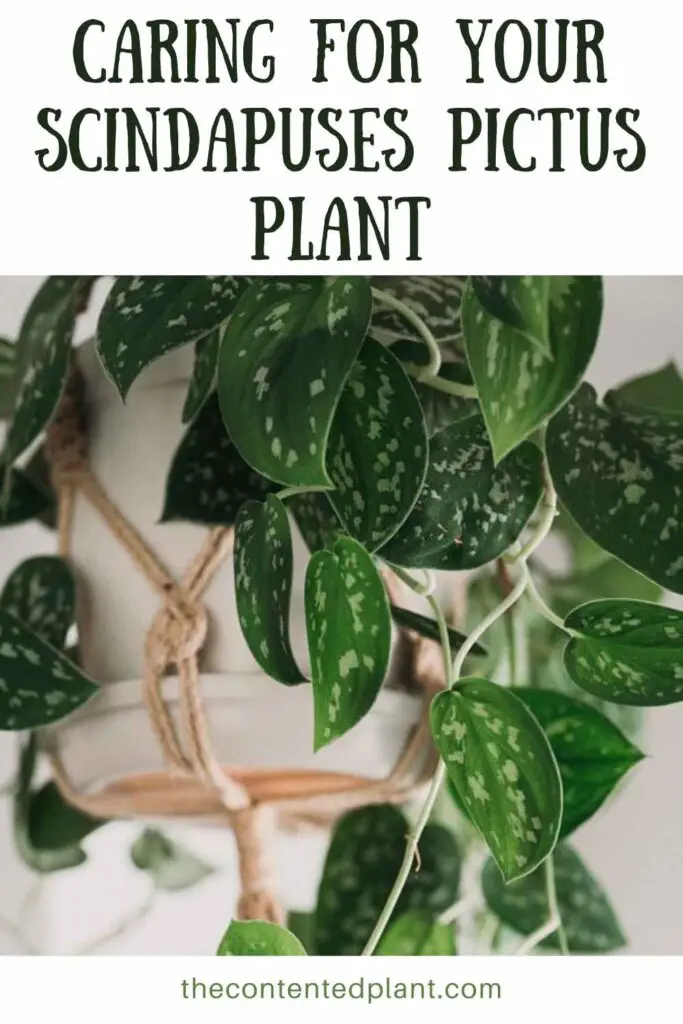 caring for your scindapuses pictus plant-pin image