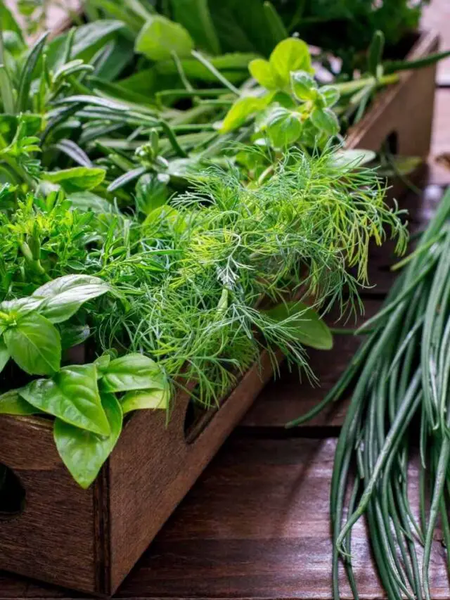 How to Grow Herbs Indoors The Contented Plant