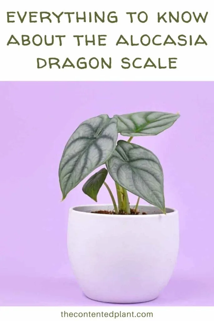 everything to know about the alocasia dragon scale-pin image