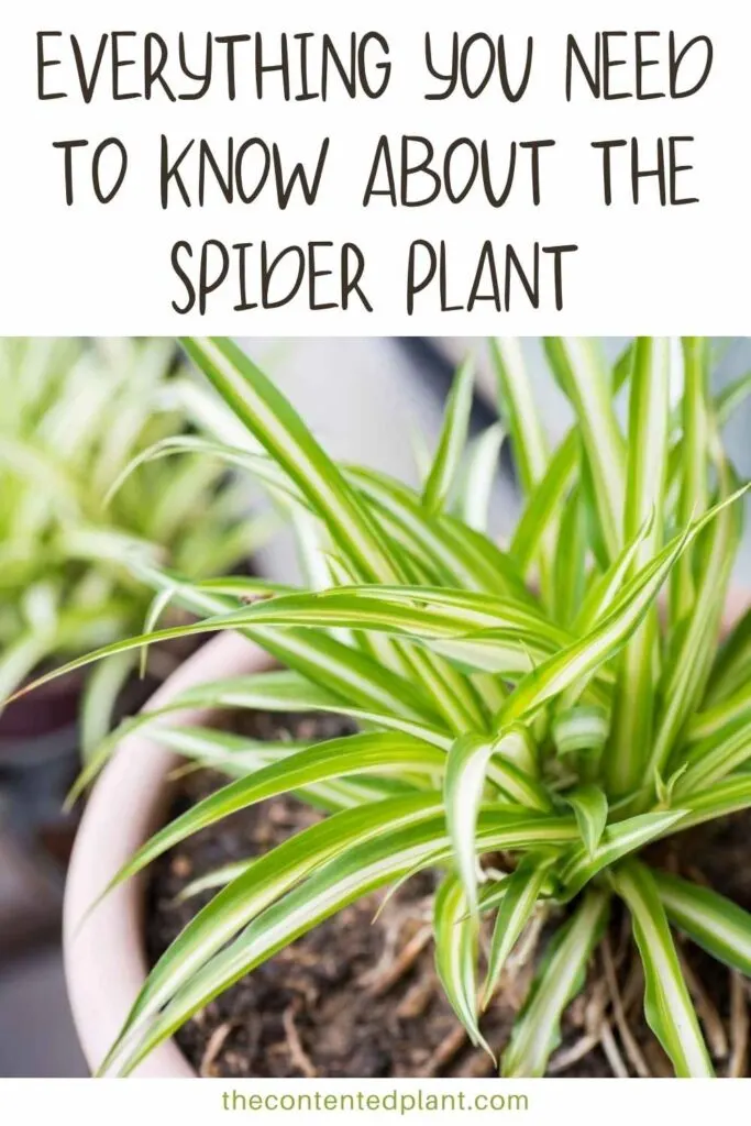 everything you need to know about the spider plant-pin image