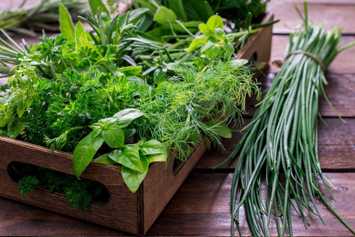 How to Grow Herbs Indoors - The Contented Plant