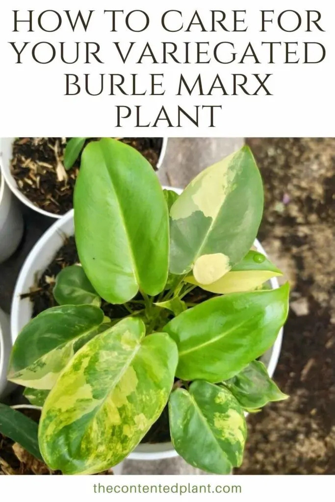 how to care for your variegated burle marx plant-pin image
