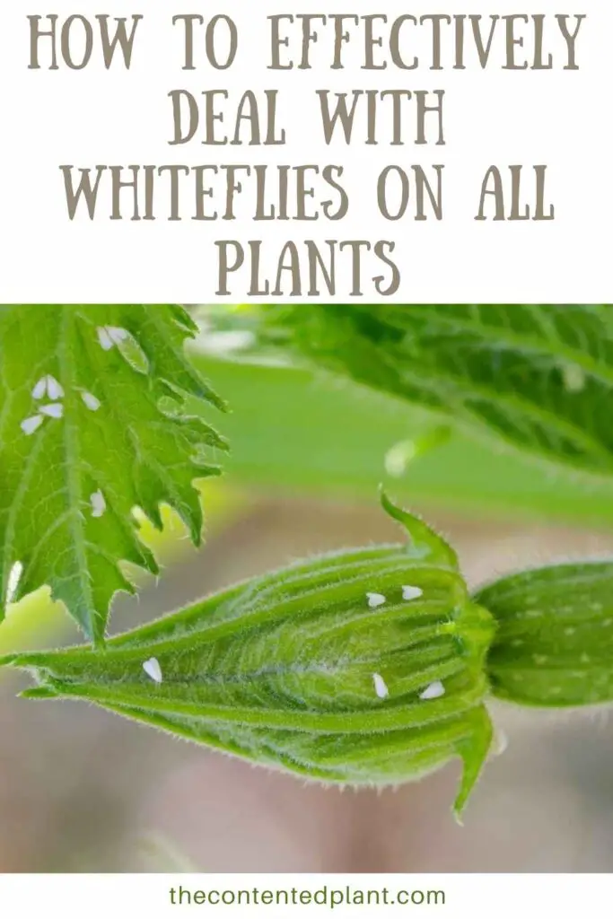 how to effectively deal with whiteflies on all plants-pin image